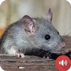 Скачать звуки мыши и крысы APK для Android бесплатно