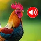 Animal Ringtones