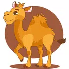 Camel VPN